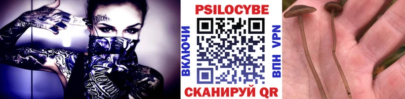 Псилоцибиновые грибы Cubensis  Моздок 